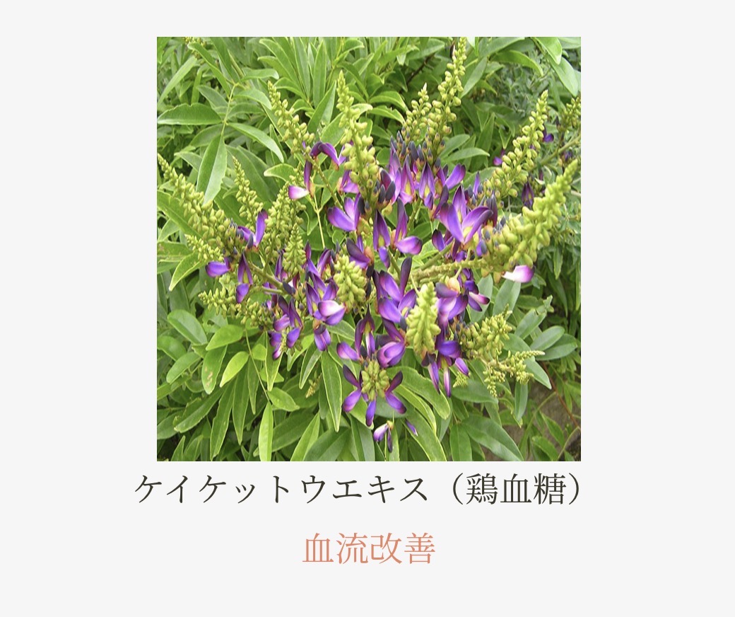 生薬成分4